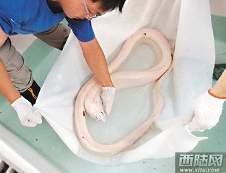  硡ɰ׻ͻ䳤
