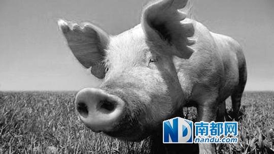 你愿接受一颗猪心脏吗