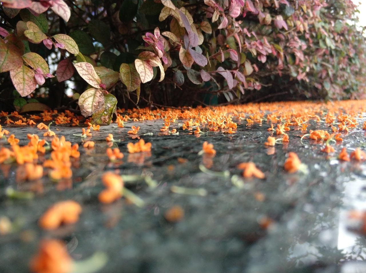 桂花