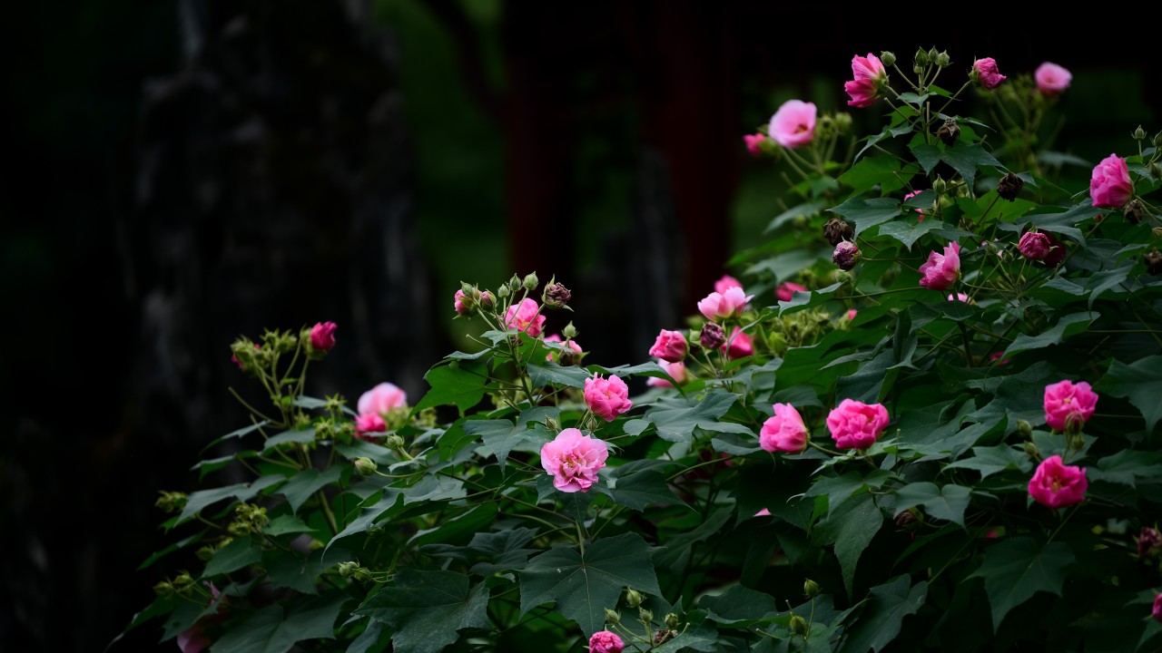 芙蓉